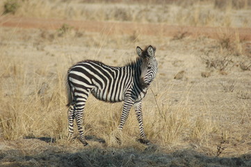 Fototapeta na wymiar Young Zebra