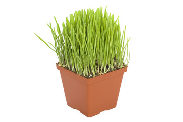 Green oat grass in a pot isolated on white baclgrond