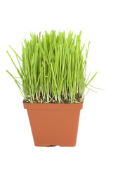 Green oat grass in a pot isolated on white backgrond