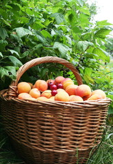 Berry and fruits