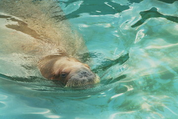 sea lion
