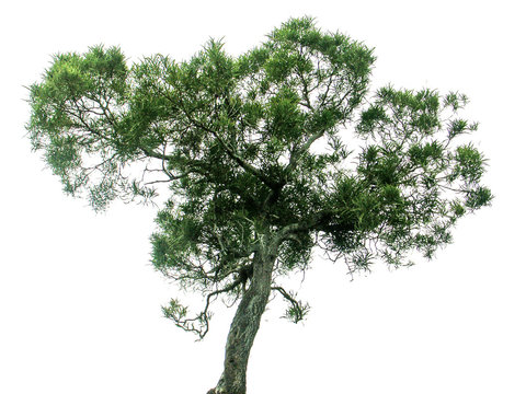 "tamarin des hauts", arbre endémique de l'île de la Réunion