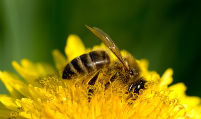 bee