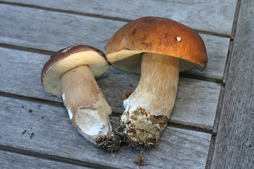 2 cèpes sur un table en teck
