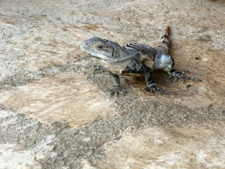 iguane