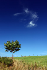 Lonely tree at the field and blue sky - summer landscape