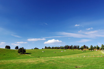Beautiful summer countryside - cows on pasture