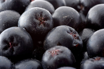 Some berries of a black mountain ash