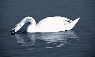 swan