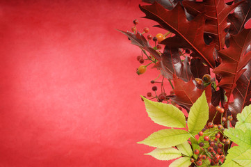 foglie d'autunno