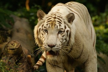 Tigre blanc, Panthera tigris