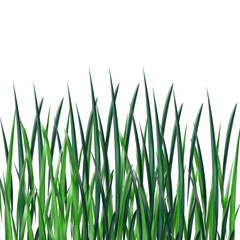 Fototapeta premium Herbes
