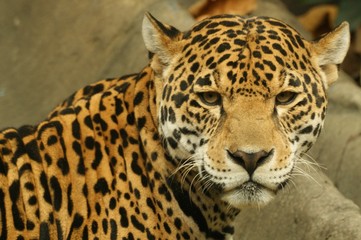 Naklejka na ściany i meble Jaguar, Panthera onca