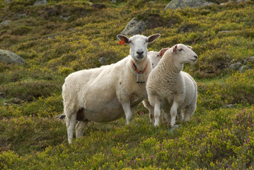 Nordic sheep