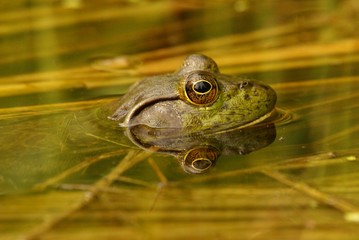 Fototapeta premium Grenouille taureau, Rana catesbeiana