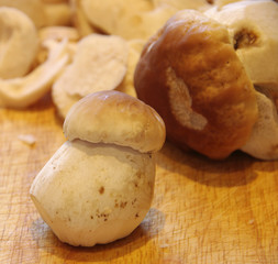 champignon