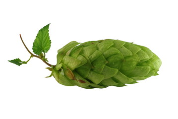 the cone of hop from leaflets on white background