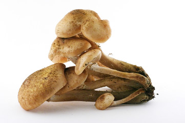 Some uncultivated agaric honey mushrooms