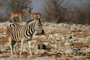 Fototapeta na wymiar Steppenzebra (Equus quagga) im Etosha Nationalpark, Namibia