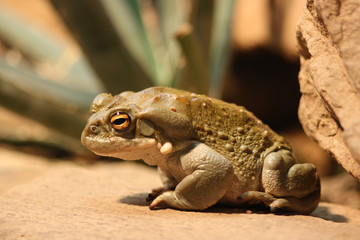 Kröte