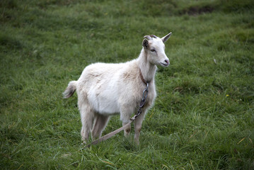 Goat ordinary