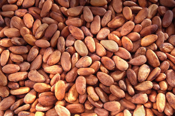 cacoa bean