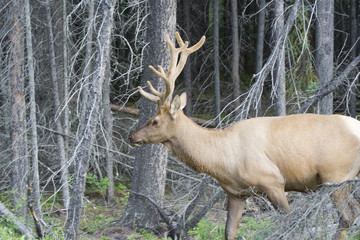 Naklejka na ściany i meble Bull elk in the woods