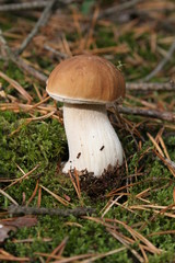 A boletus