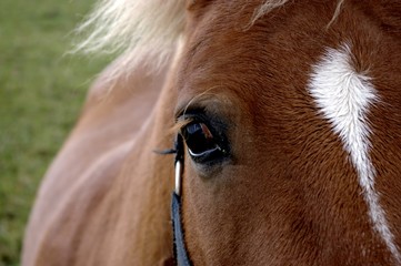 pferd