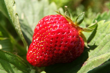 Fresh and tasty strawberries