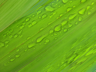 gouttes sur foliole de palme