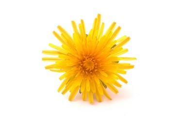 Fototapeta premium dandilion flower