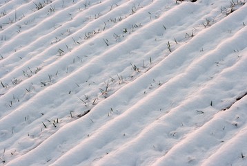 Agricultural field covered by snow