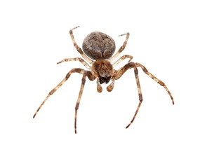 Cross spider isolated on white background