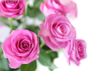 Roses in close up