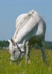gray horse in a field