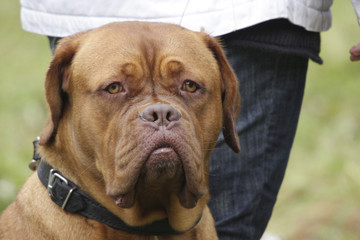 a big dog : french mastiff