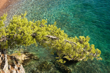 Pine branch over the Mediterranean sea. Sveti Stefan