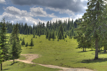 Fototapeta na wymiar Footpath on a hiking track in Apuseni Mountains,Romania.