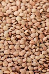 Lentil in close-up