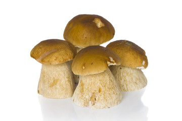 It is a lot of ceps on a white background