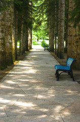 Fototapeta na wymiar Bench in city park in a shade of high trees