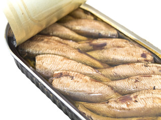 sprat against the white background
