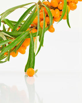 Sea-buckthorn Branch With Berries.