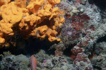 Underwater life in Aegian Sea
