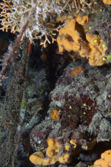 Obraz na płótnie Canvas Underwater life in Aegian Sea