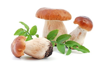 pilz - boletus