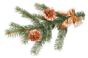 Isolated pine branch with cones
