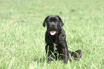 un jeune cane corso dans une prairie