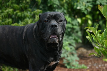 tete du cane corso senor